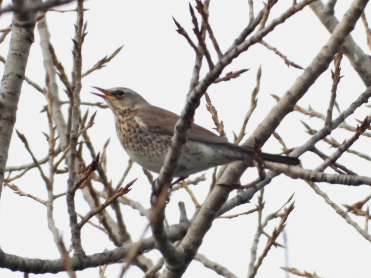 Fieldfare - ML627536692