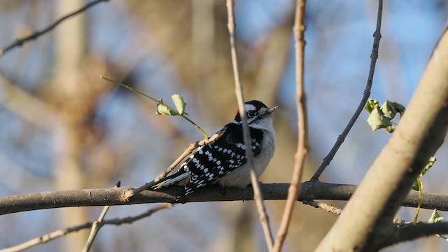Downy Woodpecker (Eastern) - ML627536693