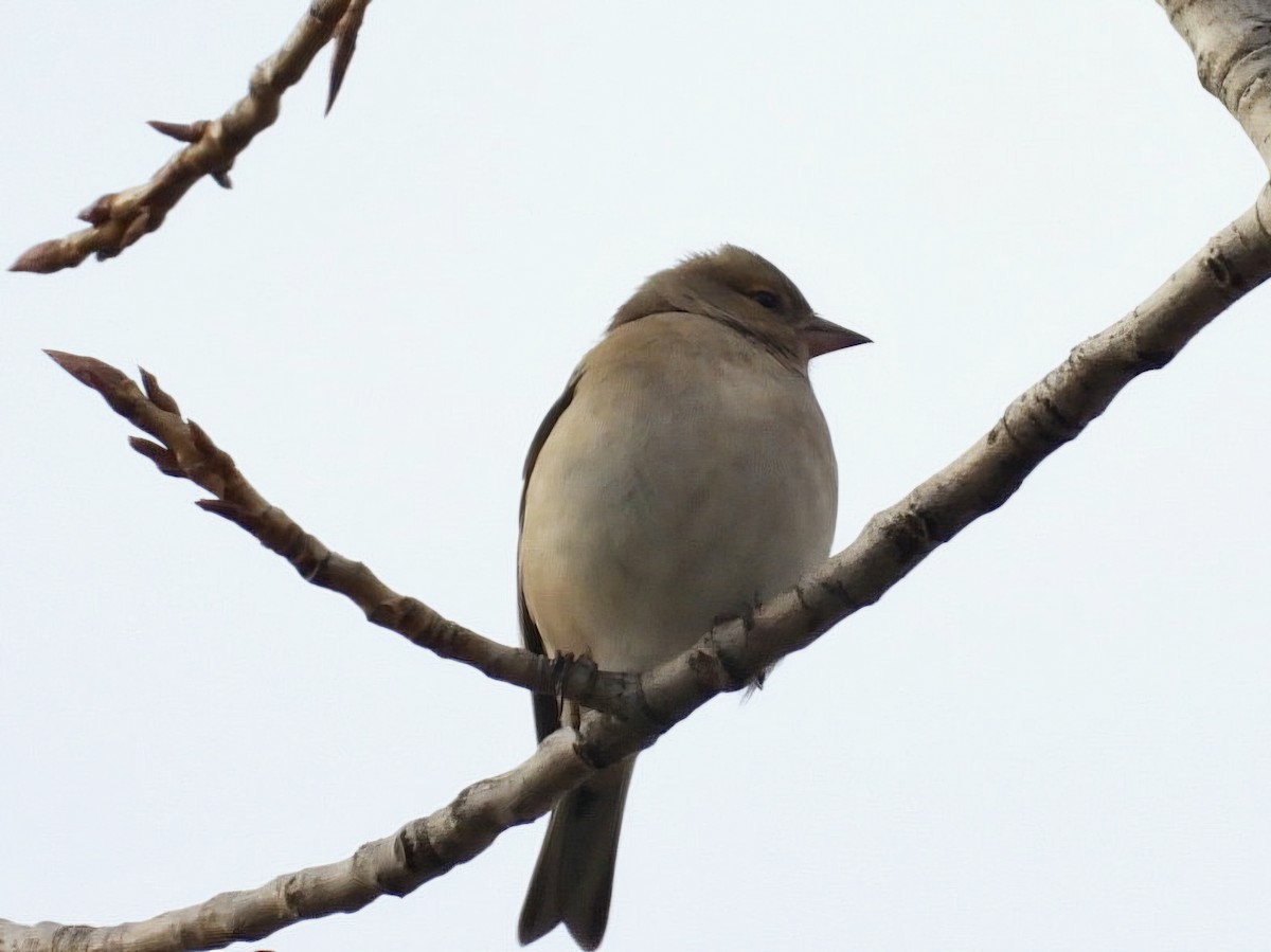 Common Chaffinch - ML627536698