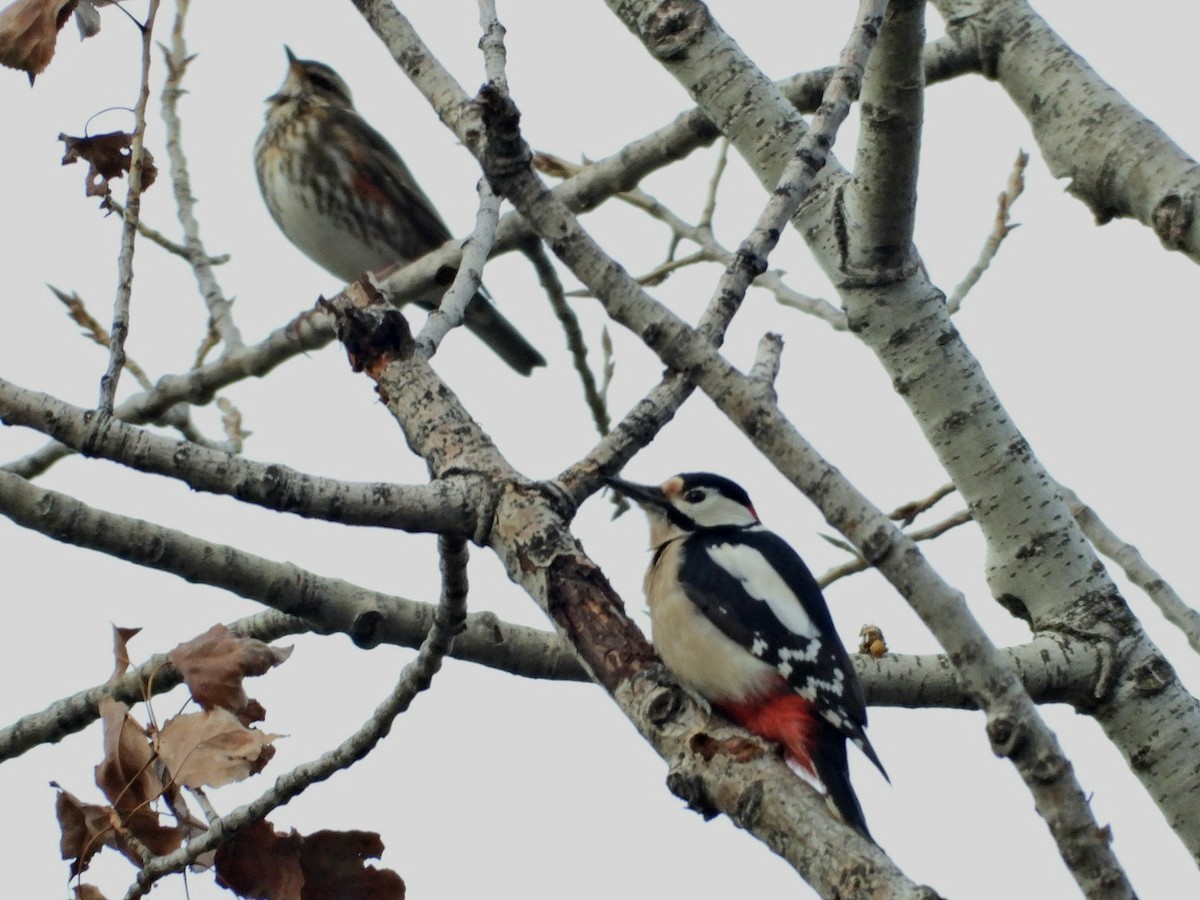 Great Spotted Woodpecker - ML627536732
