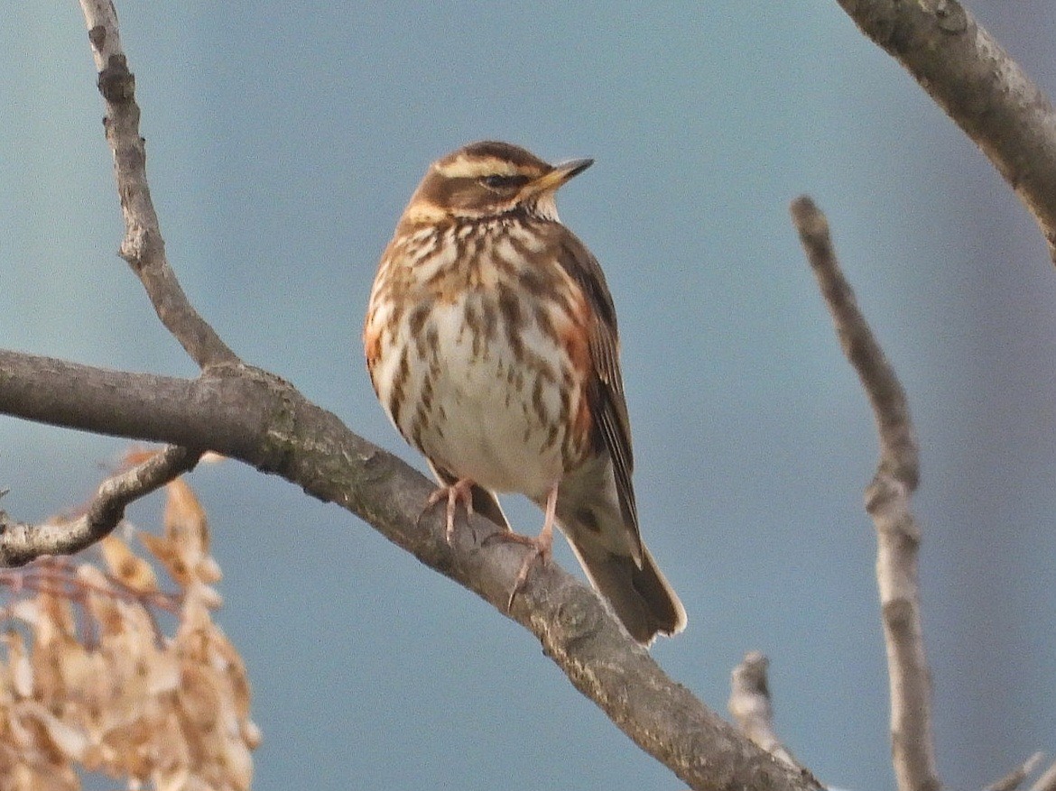 Redwing - ML627536735