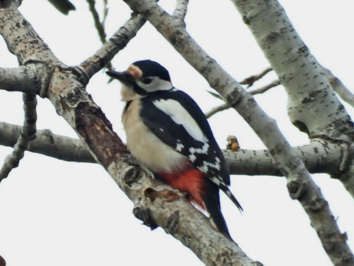 Great Spotted Woodpecker - ML627536737