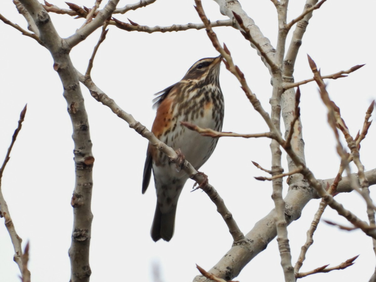 Redwing - ML627536745