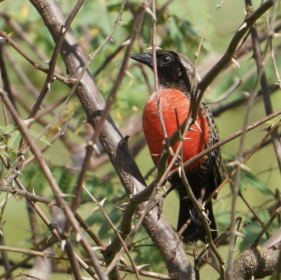 Red-breasted Meadowlark - ML627536755