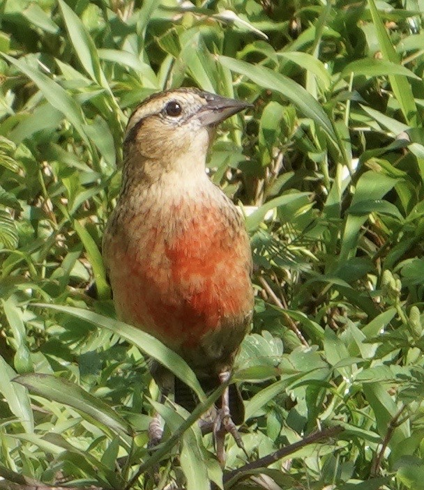 Red-breasted Meadowlark - ML627536756