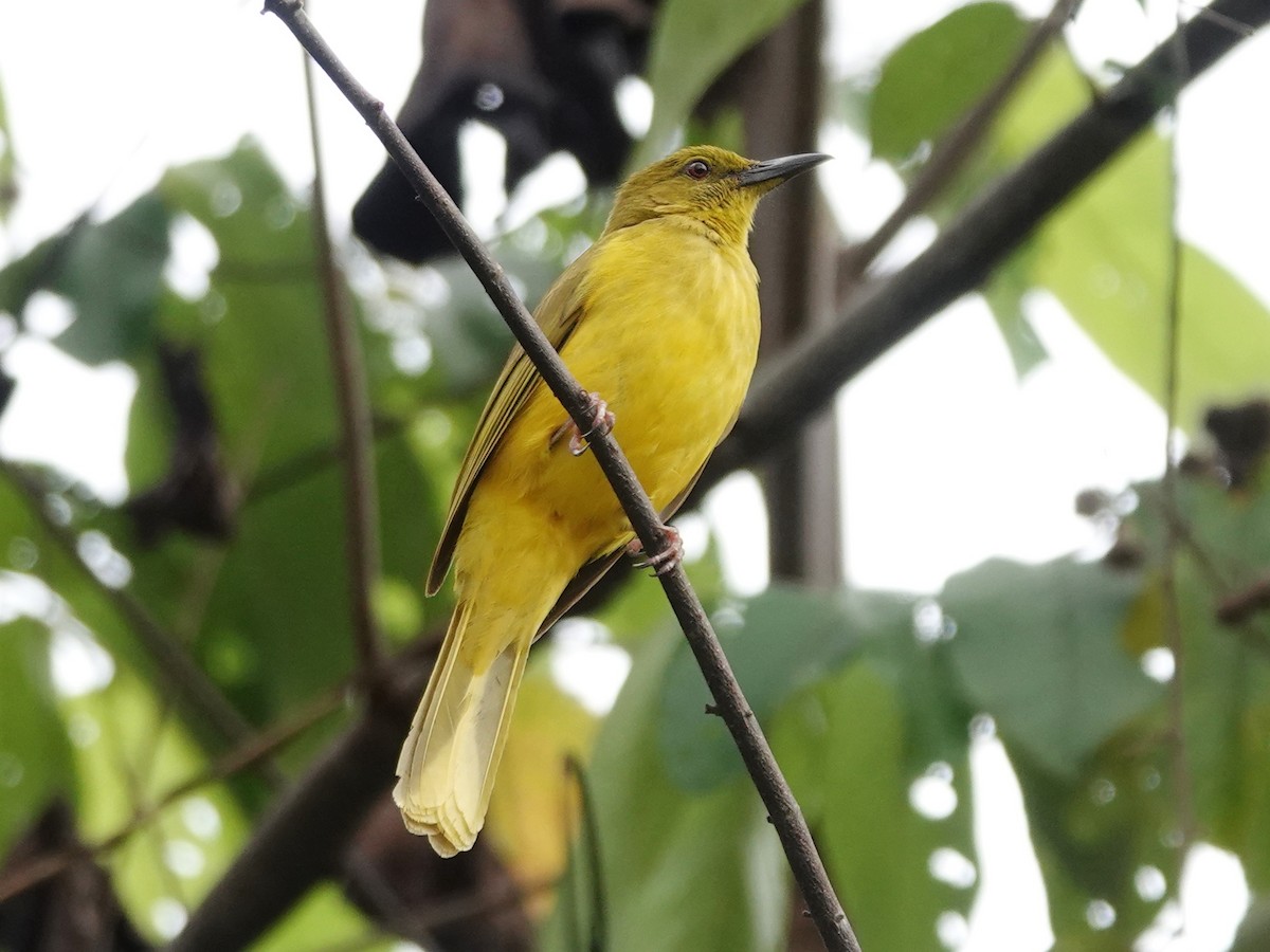 Sula Golden-Bulbul - ML627536767