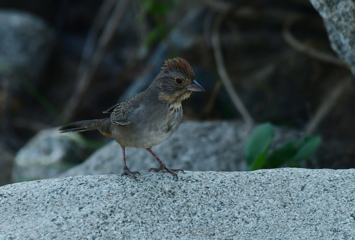 California Towhee - ML627536815