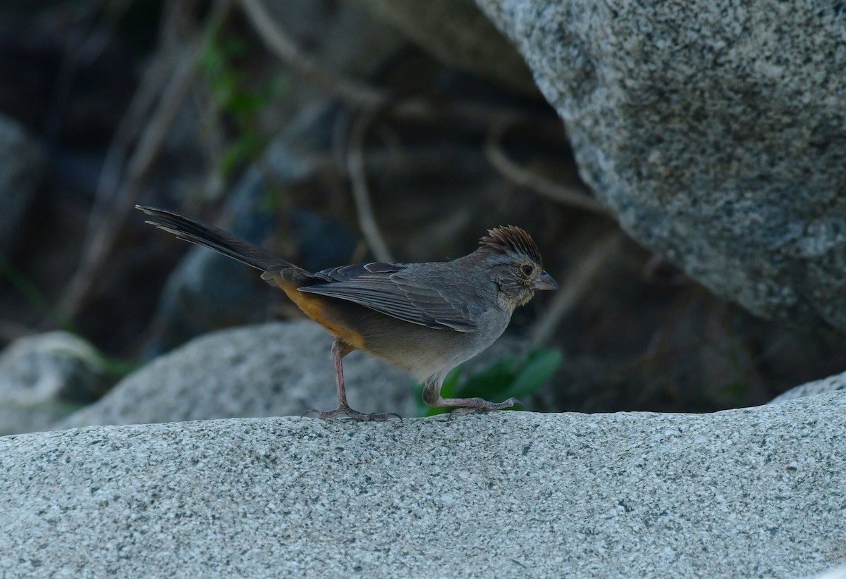 California Towhee - ML627536816