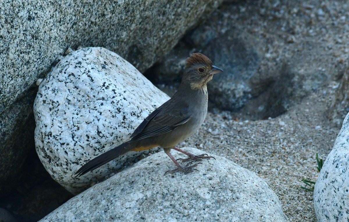 California Towhee - ML627536817