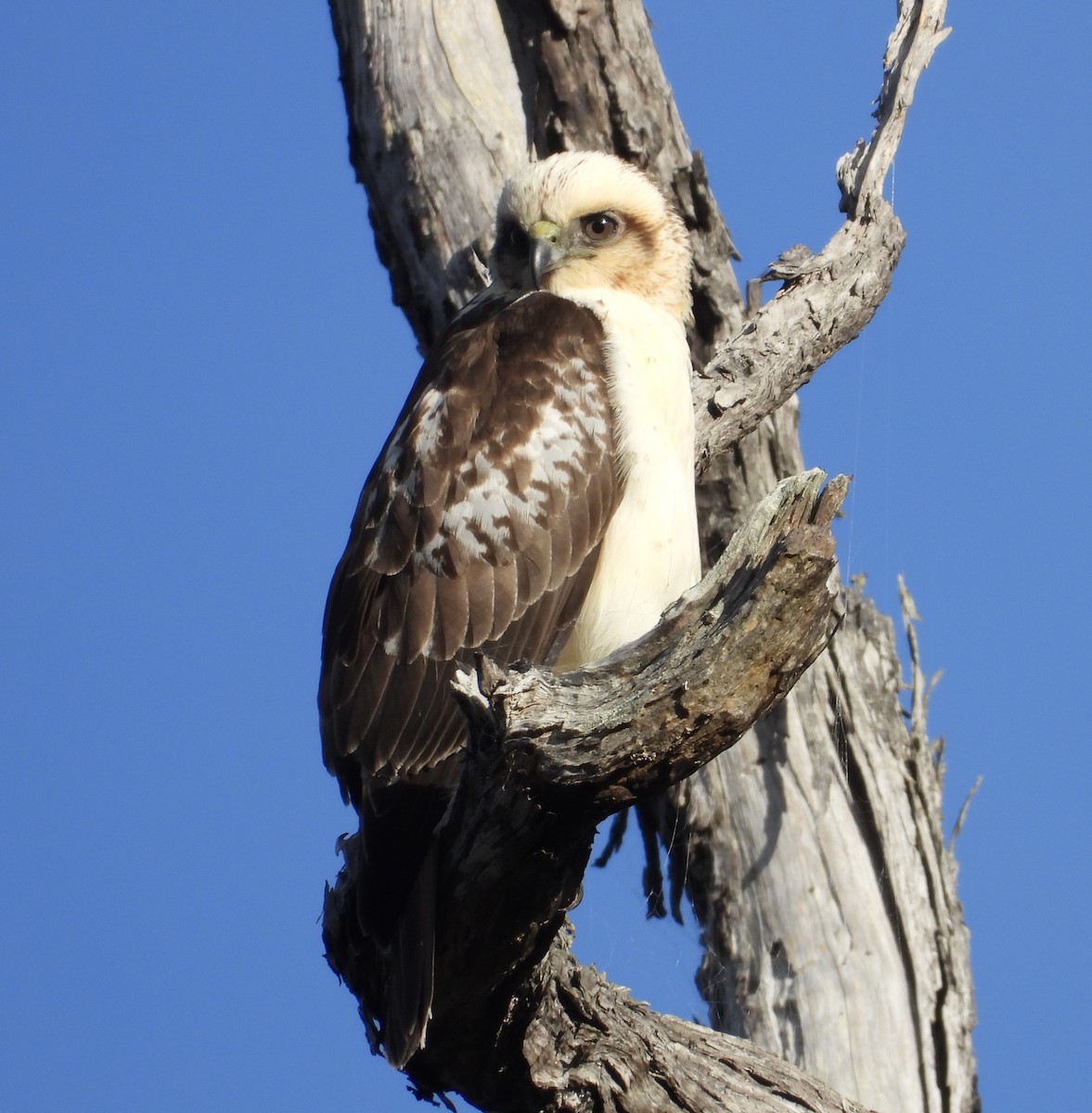 Hawaiian Hawk - ML627536819