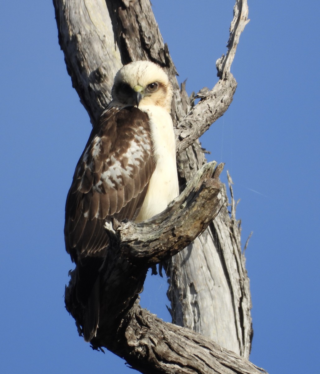 Hawaiian Hawk - ML627536820