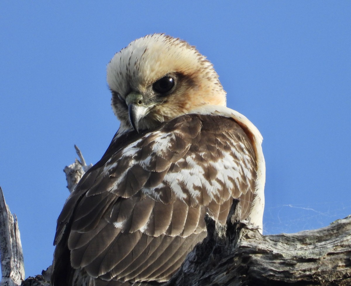 Hawaiian Hawk - ML627536821