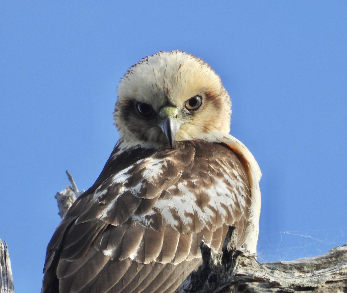 Hawaiian Hawk - ML627536822