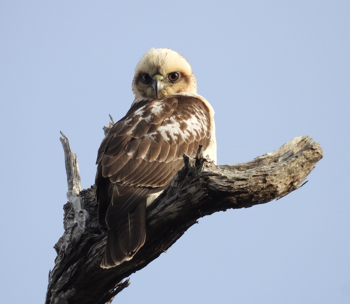 Hawaiian Hawk - ML627536823