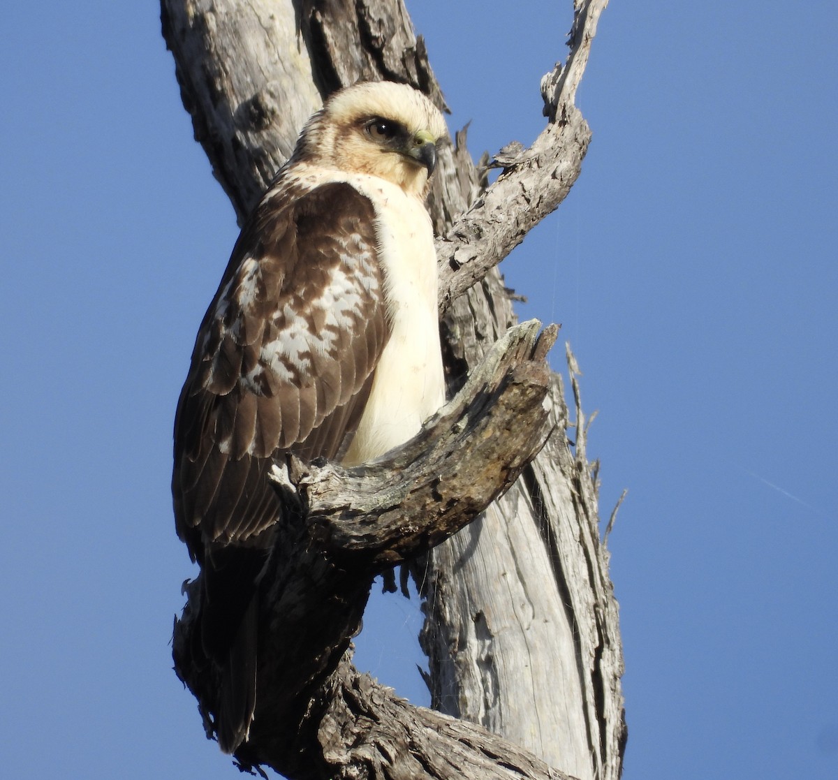 Hawaiian Hawk - ML627536825