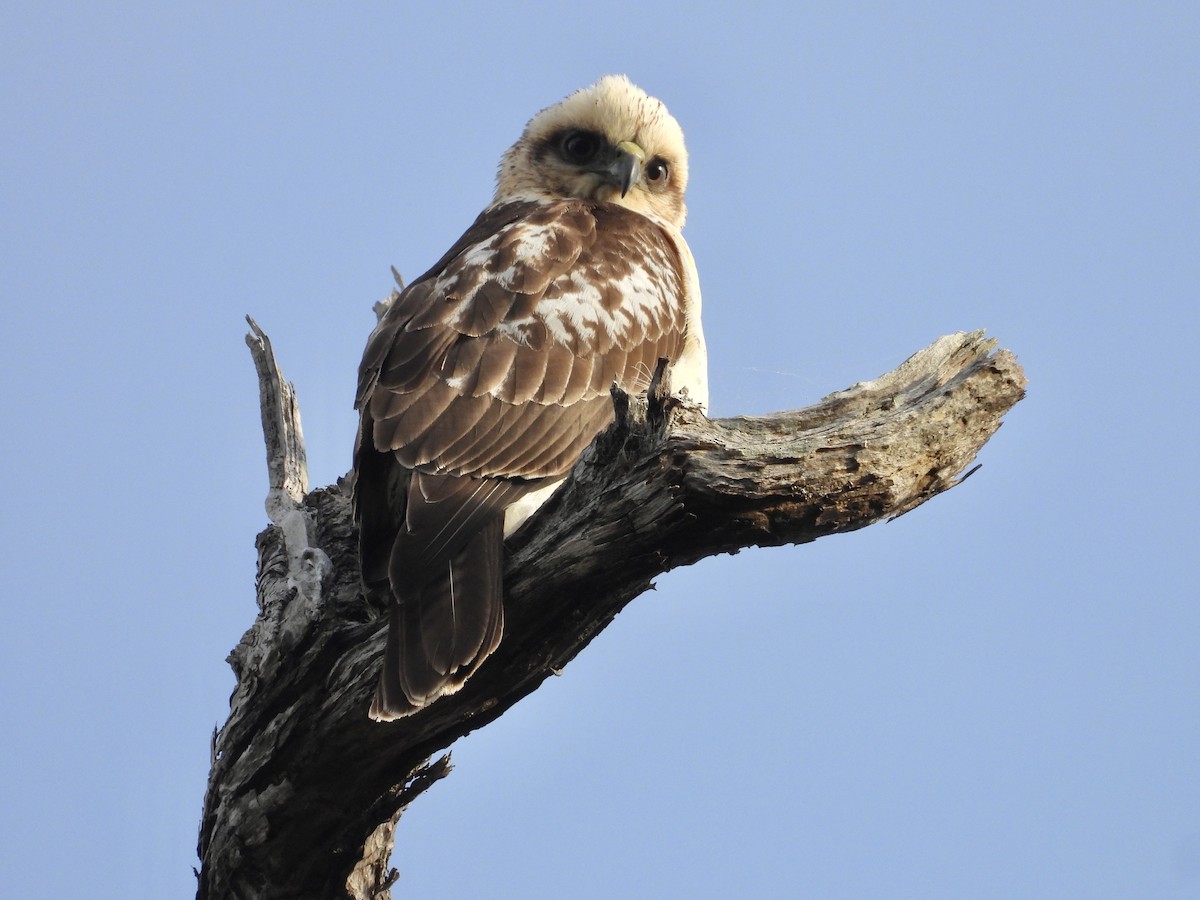 Hawaiian Hawk - ML627536826