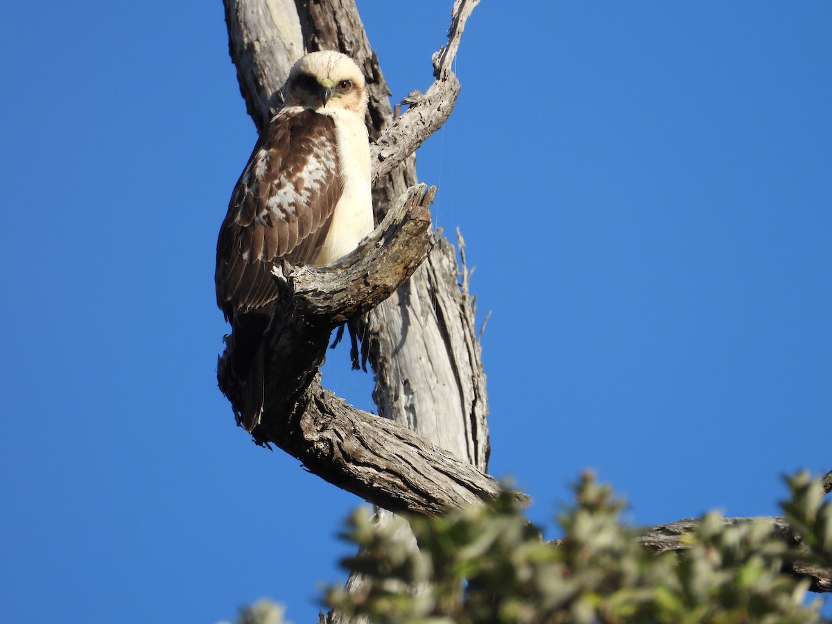 Hawaiian Hawk - ML627536827