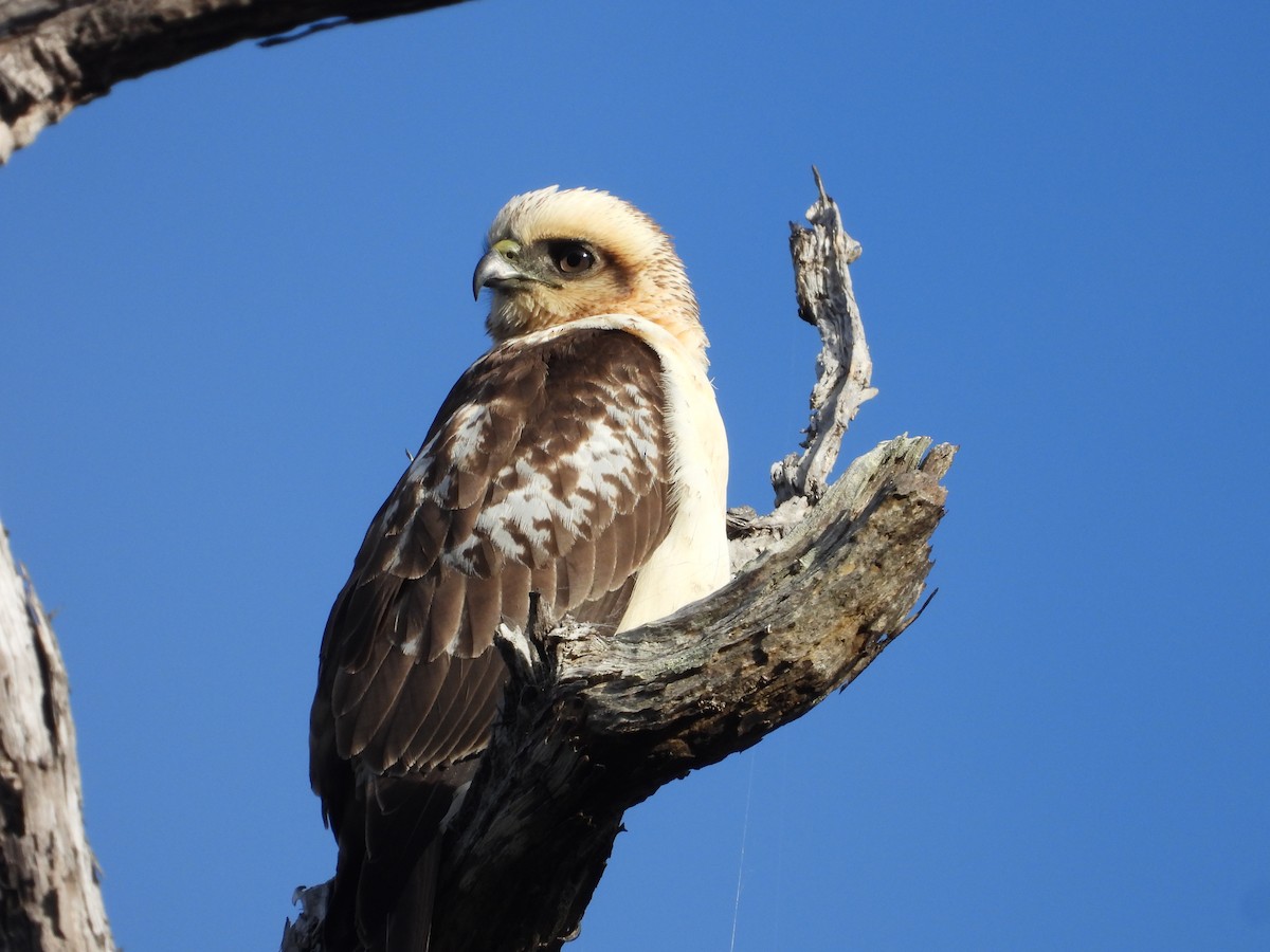 Hawaiian Hawk - ML627536828