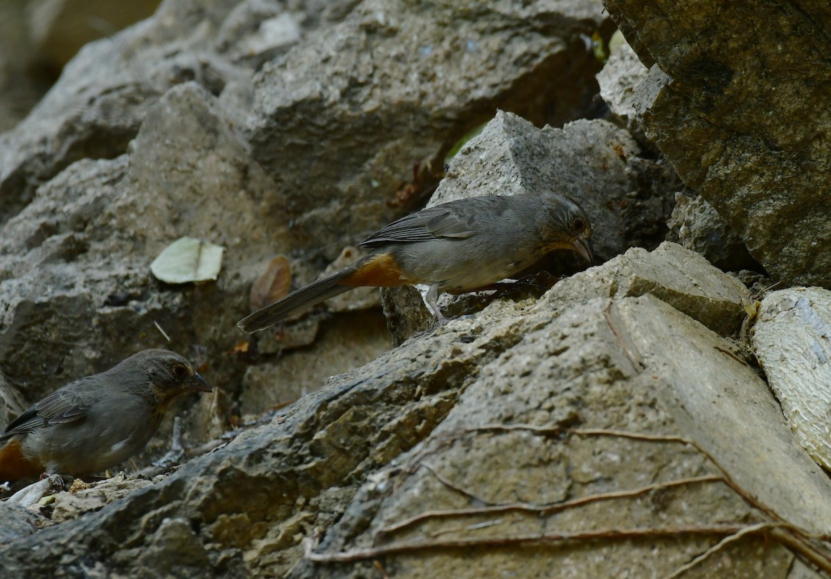 California Towhee - ML627536832