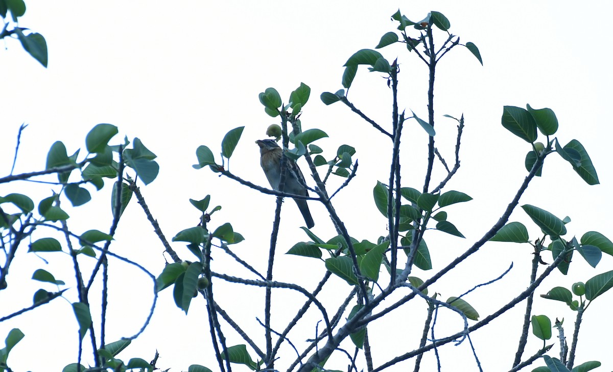 Black-headed Grosbeak - ML627536839