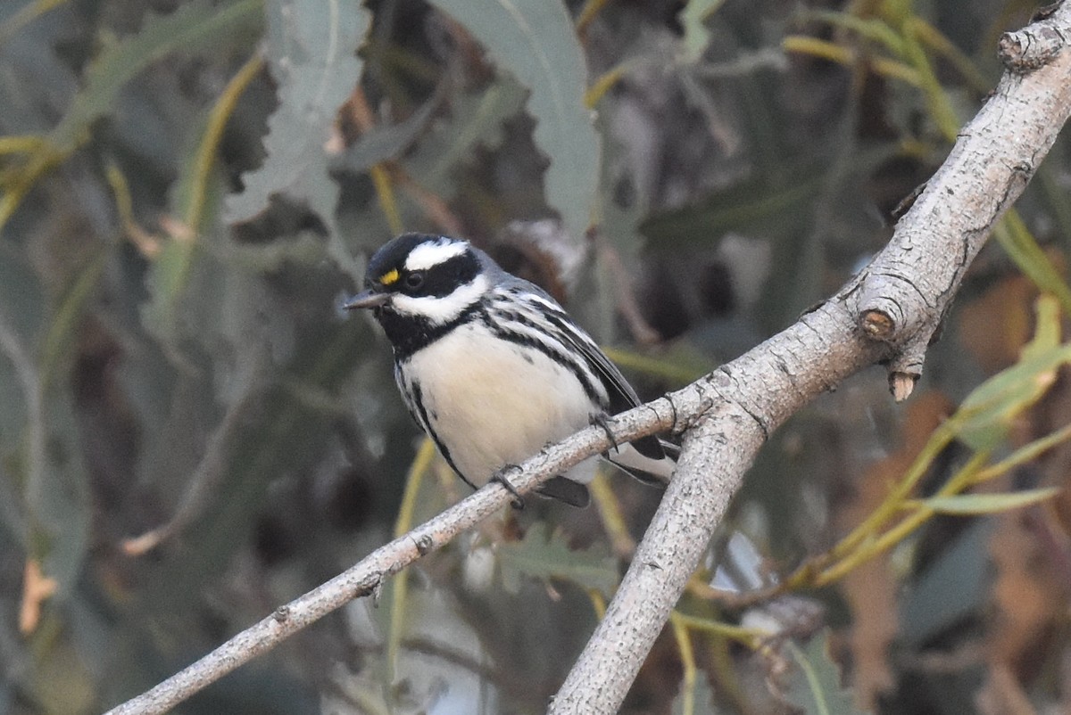 Black-throated Gray Warbler - ML627536840