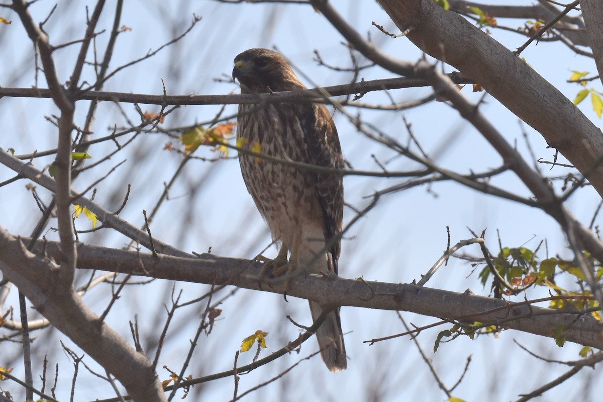 Red-shouldered Hawk - ML627536843