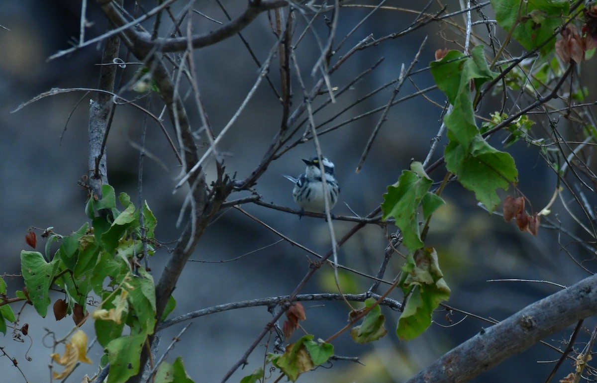 Black-throated Gray Warbler - ML627536847