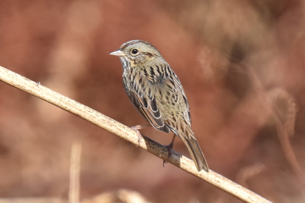 Lincoln's Sparrow - ML627536848