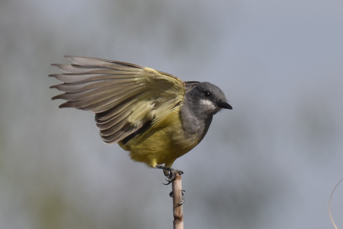 Cassin's Kingbird - ML627536849