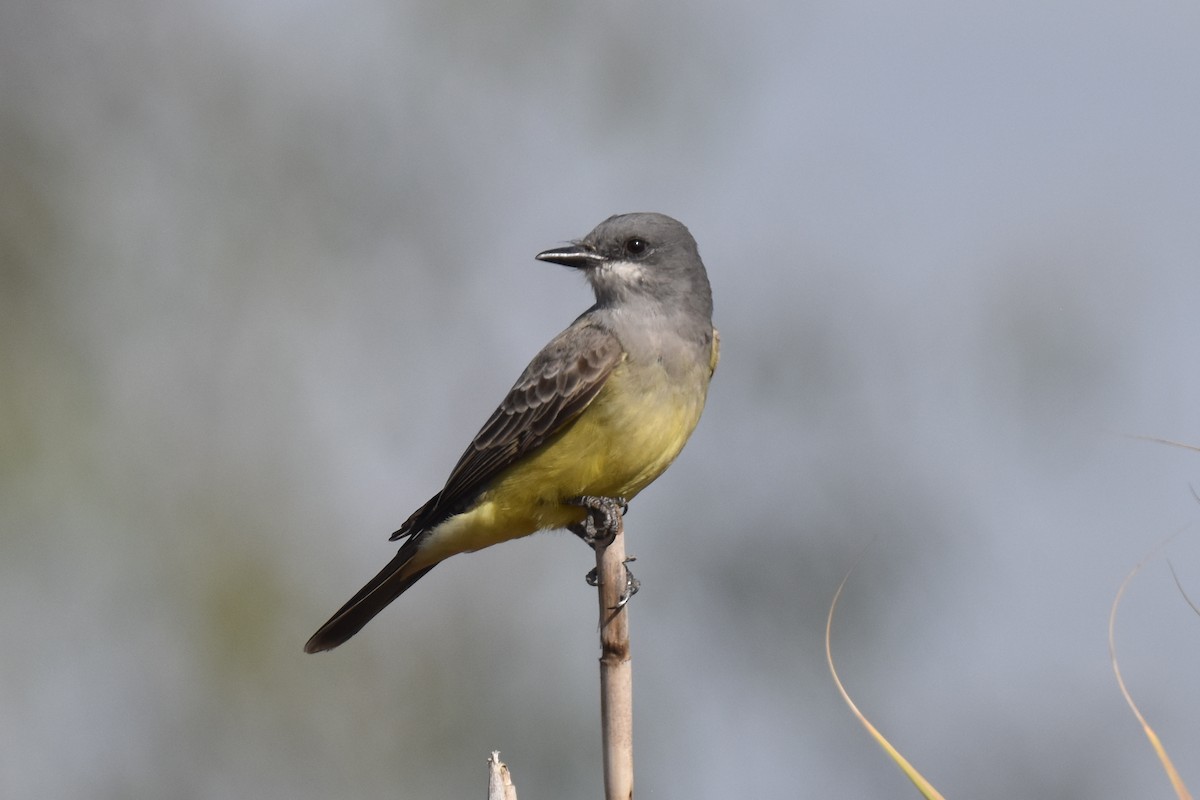 Cassin's Kingbird - ML627536850
