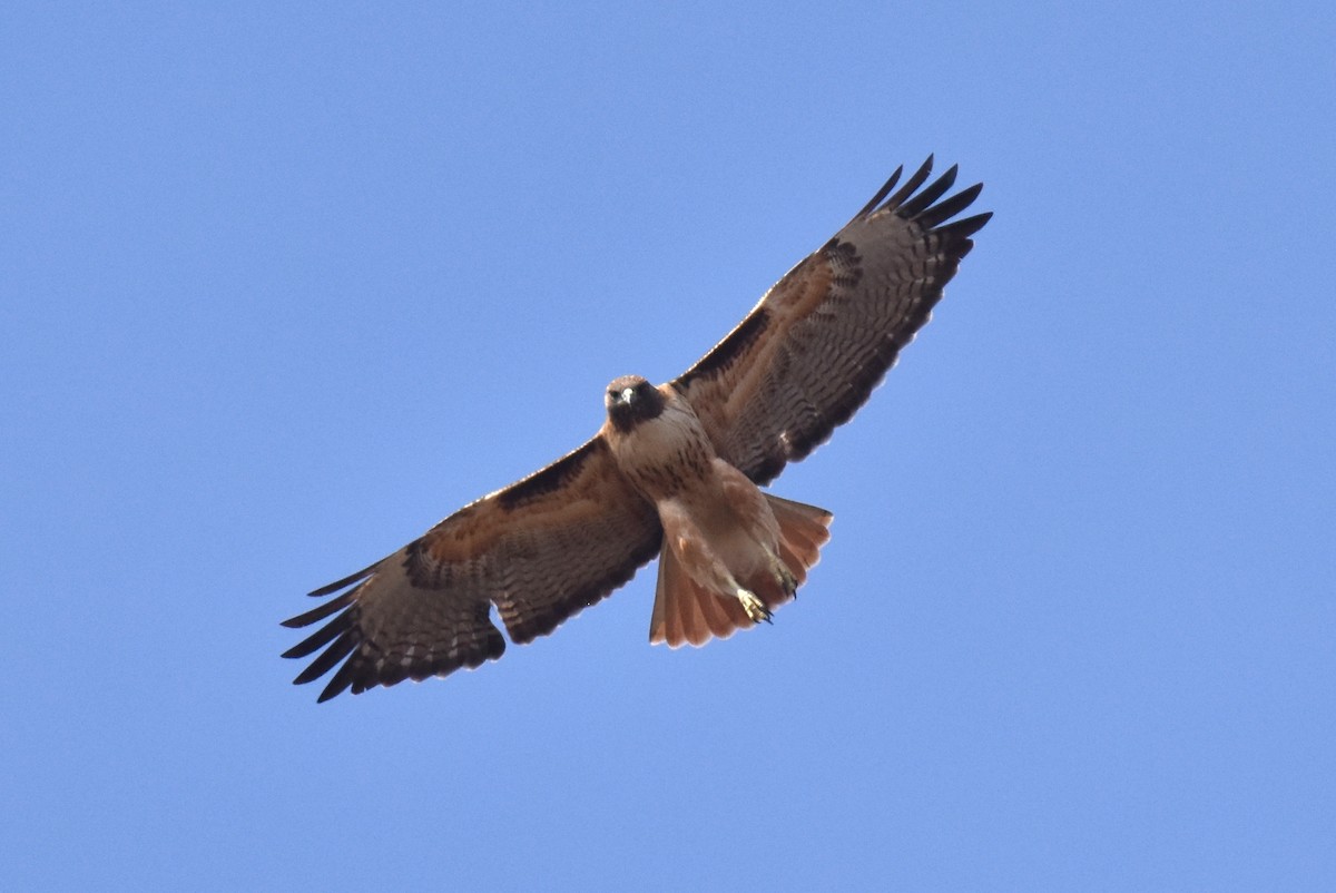 Zapelatz buztangorria - ML627536865