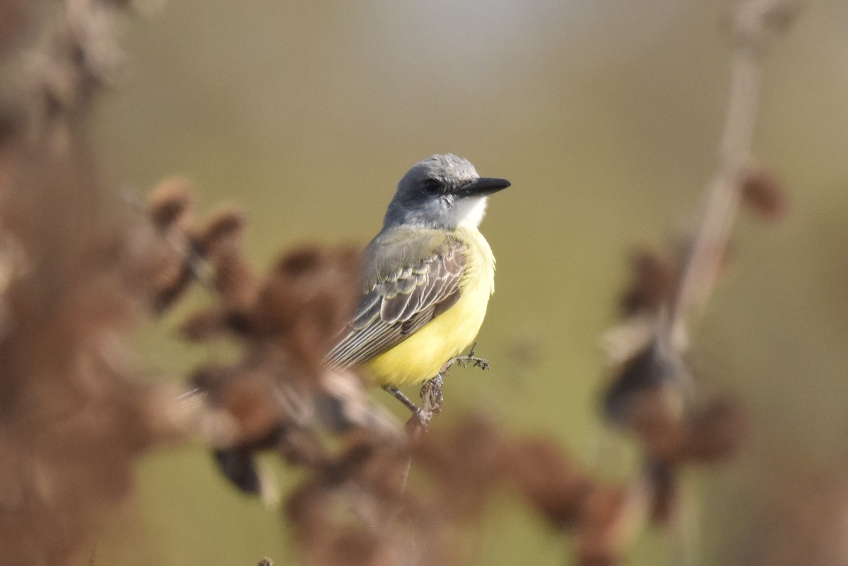 Tropical Kingbird - ML627536870