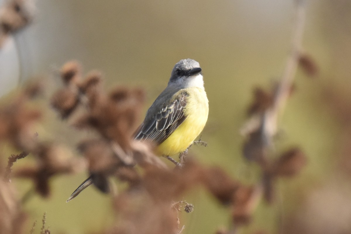 Tropical Kingbird - ML627536871