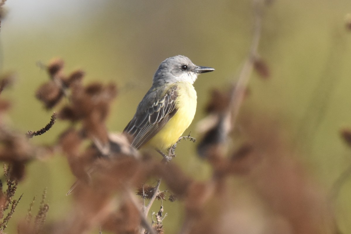 Tropical Kingbird - ML627536872