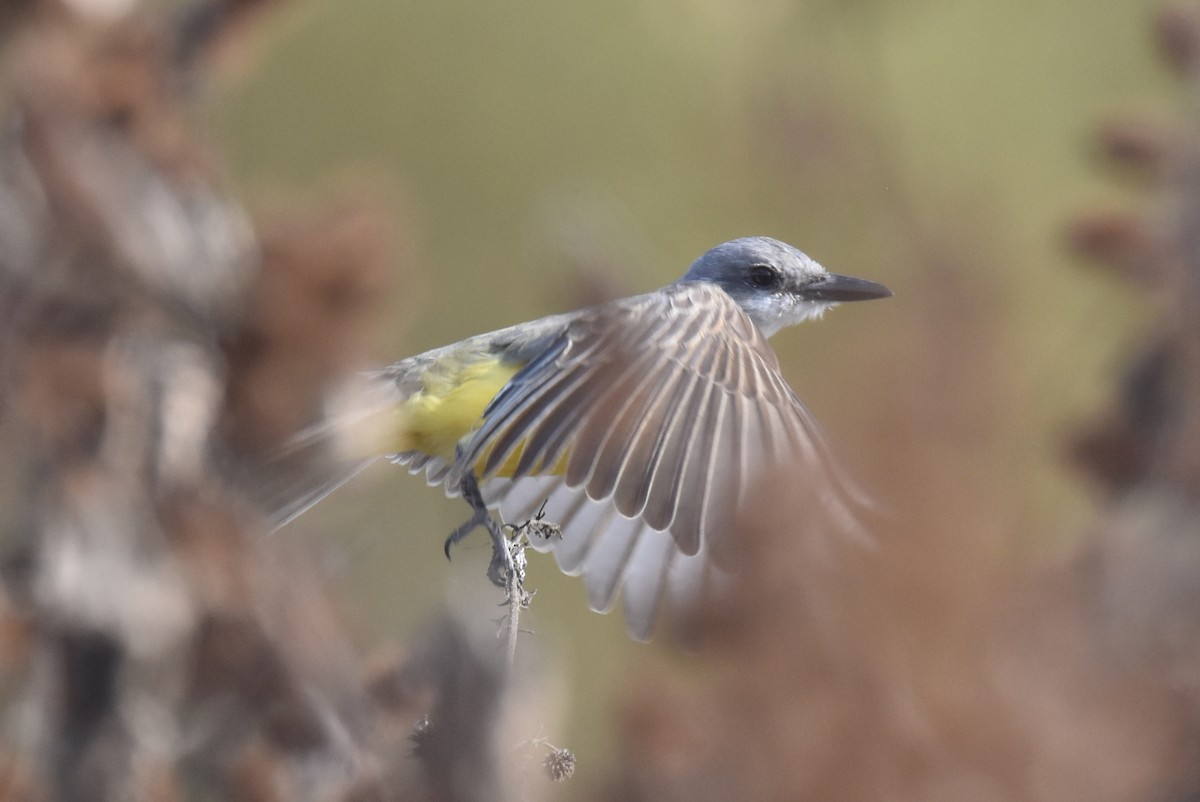 Tropical Kingbird - ML627536873