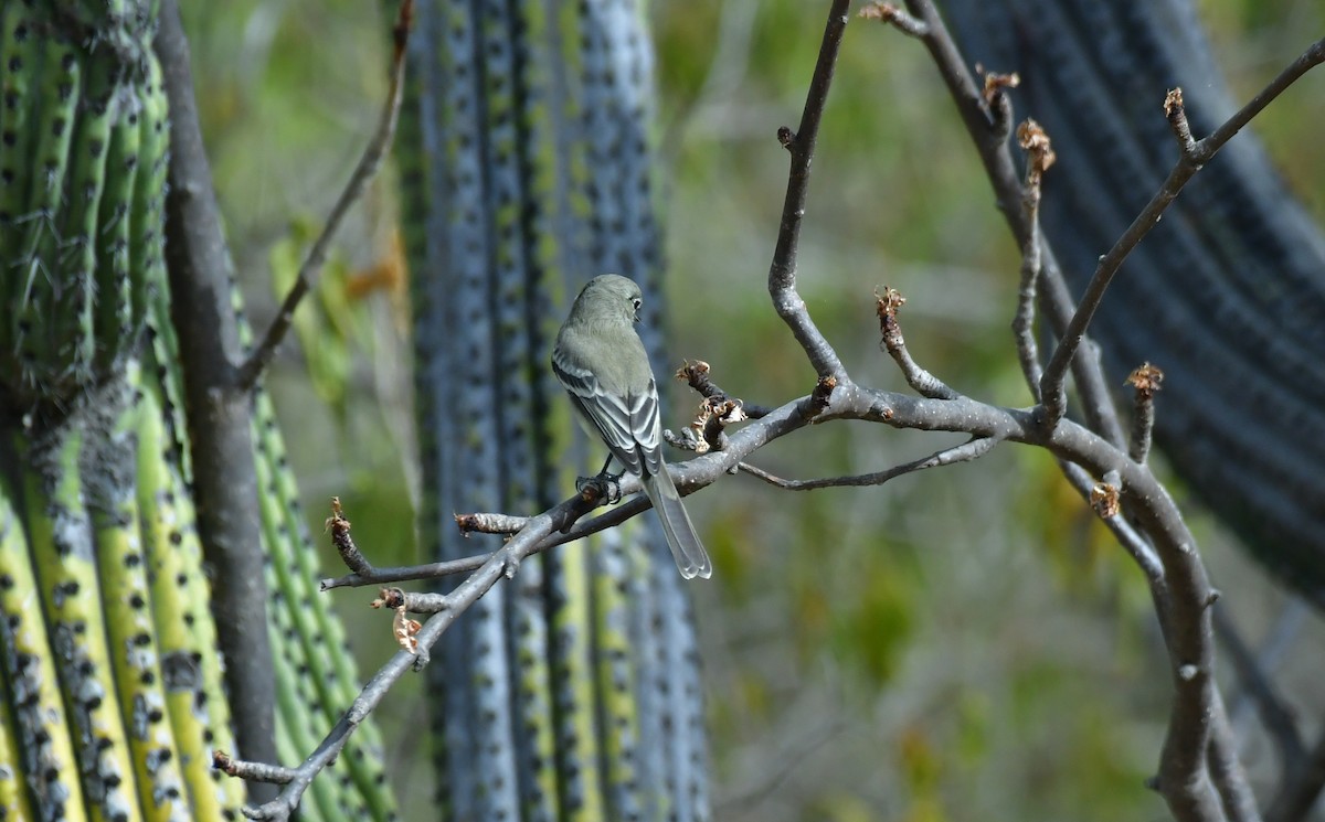 Gray Flycatcher - ML627536878