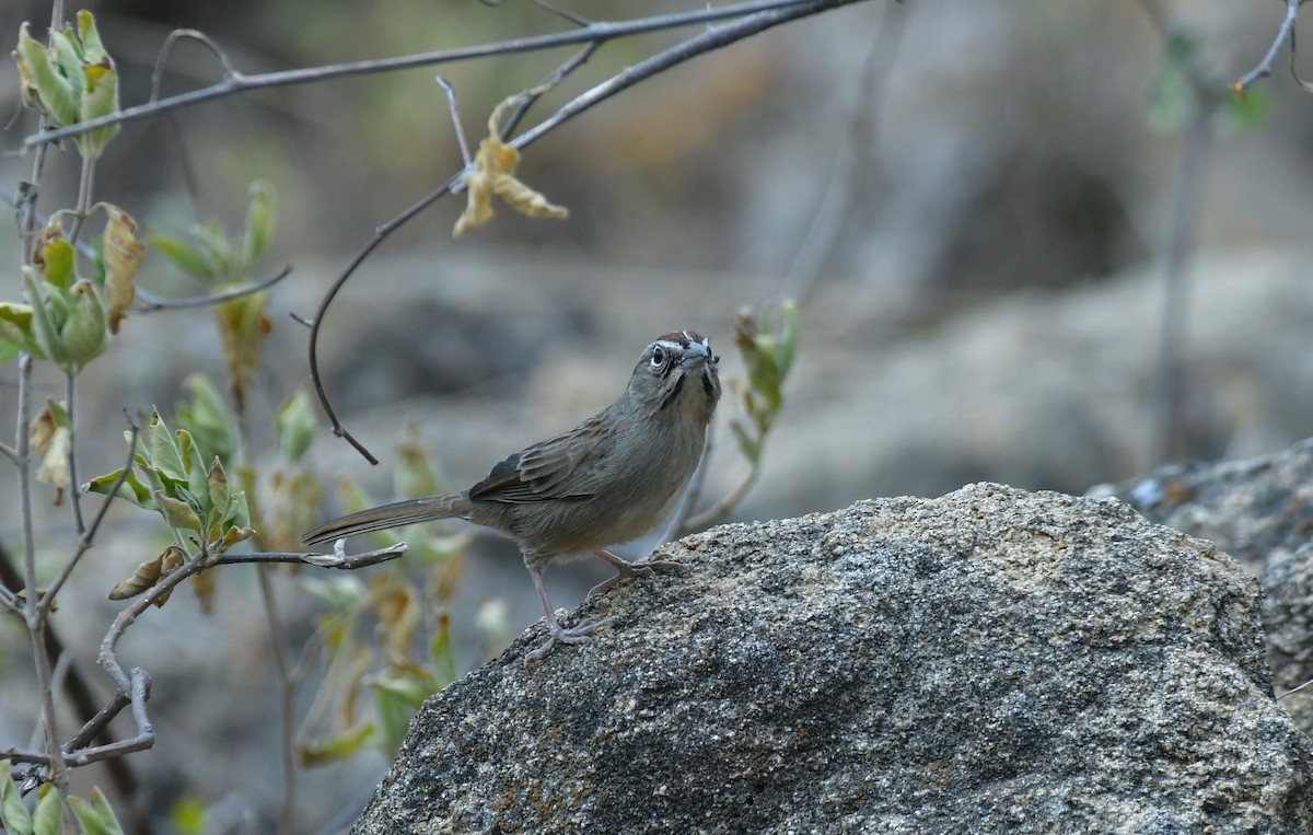 Rufous-crowned Sparrow - ML627536898