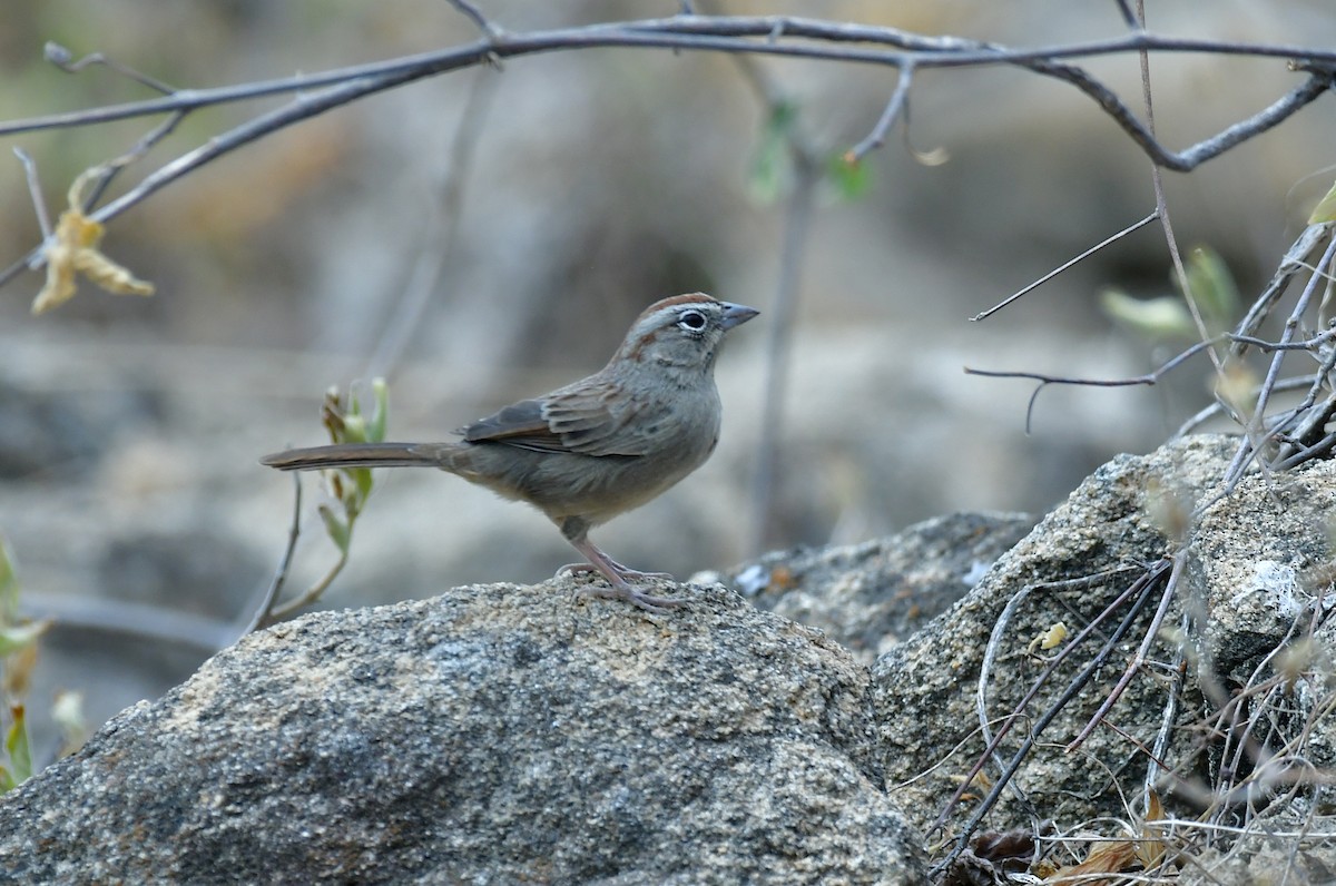 Rufous-crowned Sparrow - ML627536899