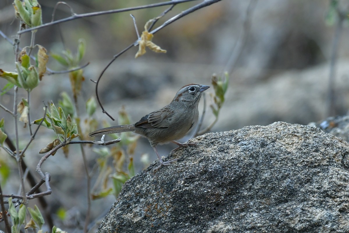 Rufous-crowned Sparrow - ML627536900