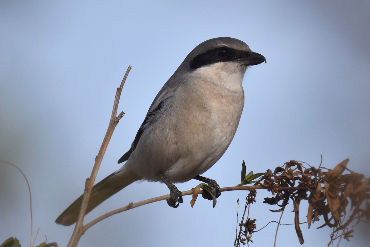 Loggerhead Shrike - ML627536904