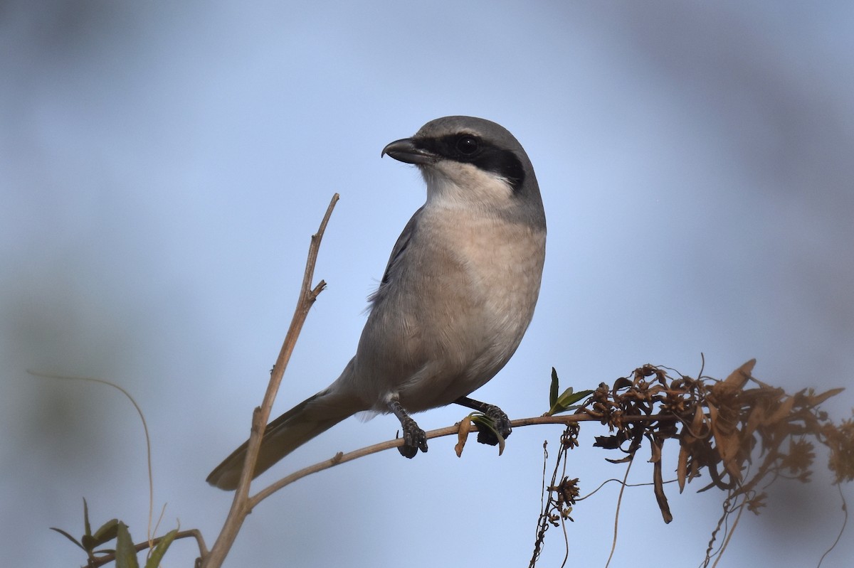 Loggerhead Shrike - ML627536905