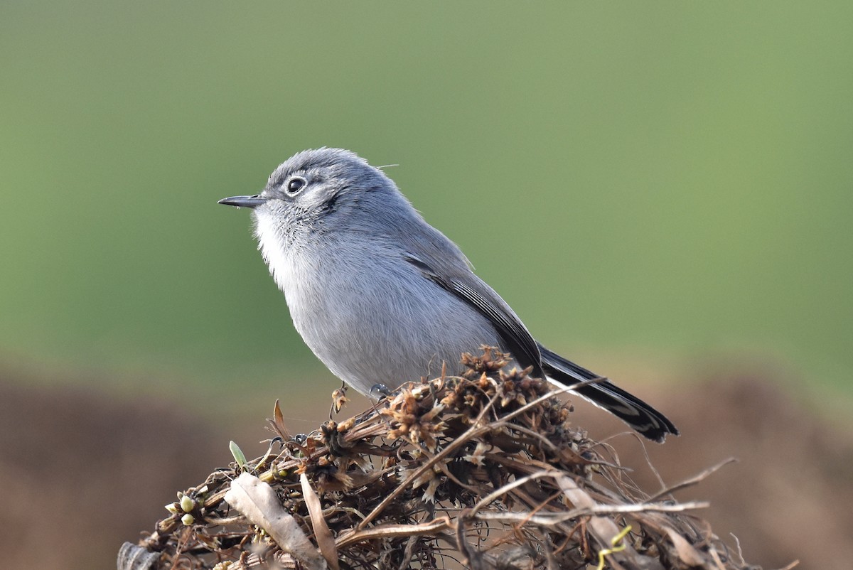 California Gnatcatcher - ML627536909