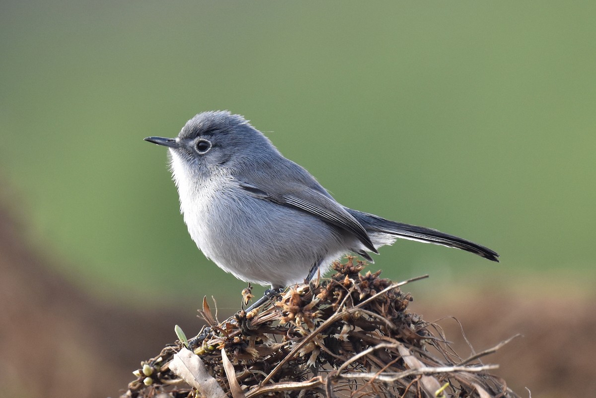 California Gnatcatcher - ML627536910