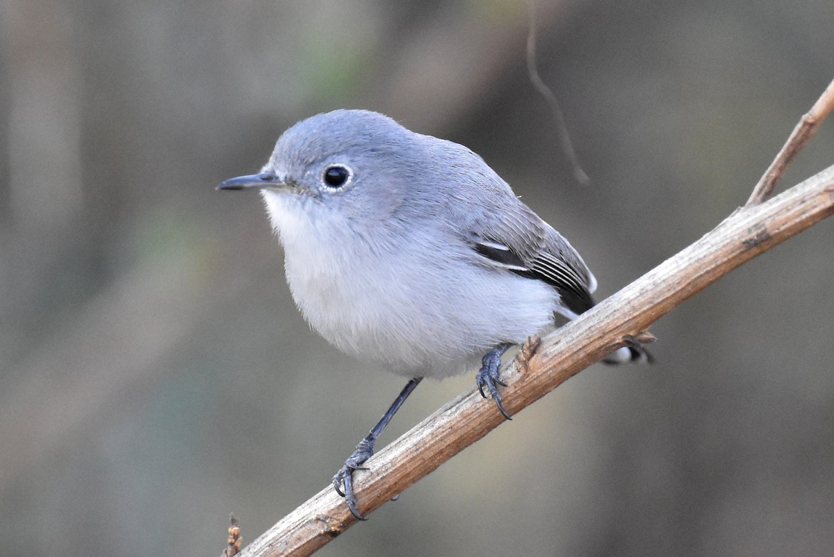 Blue-gray Gnatcatcher - ML627536919