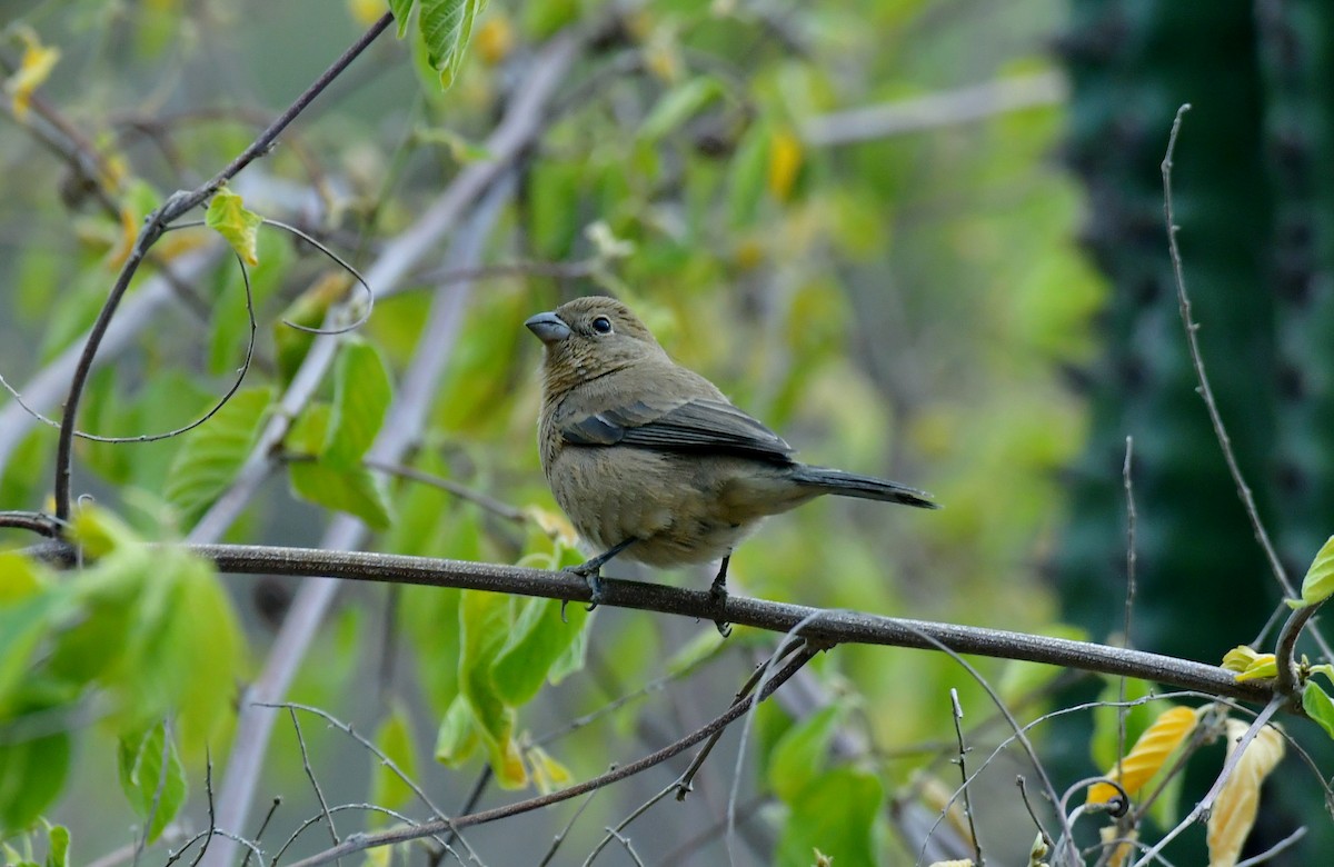 Varied Bunting - ML627536933