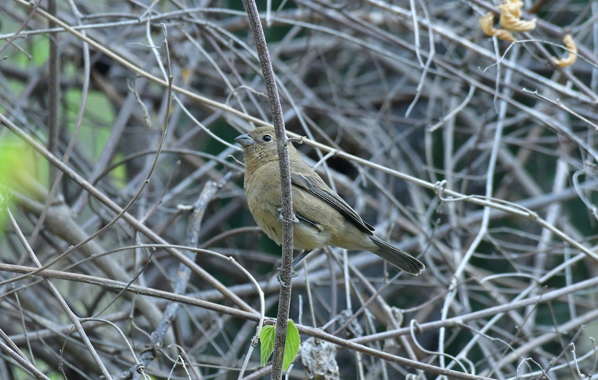 Varied Bunting - ML627536934