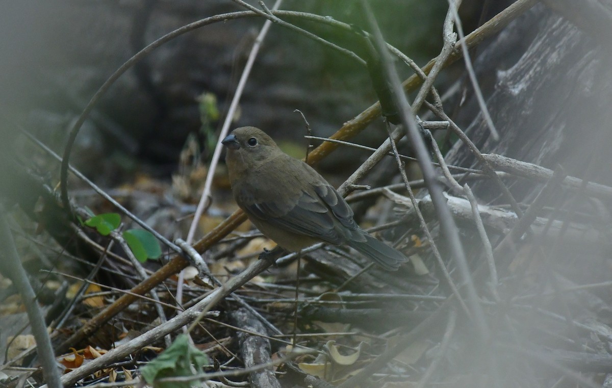 Varied Bunting - ML627536935