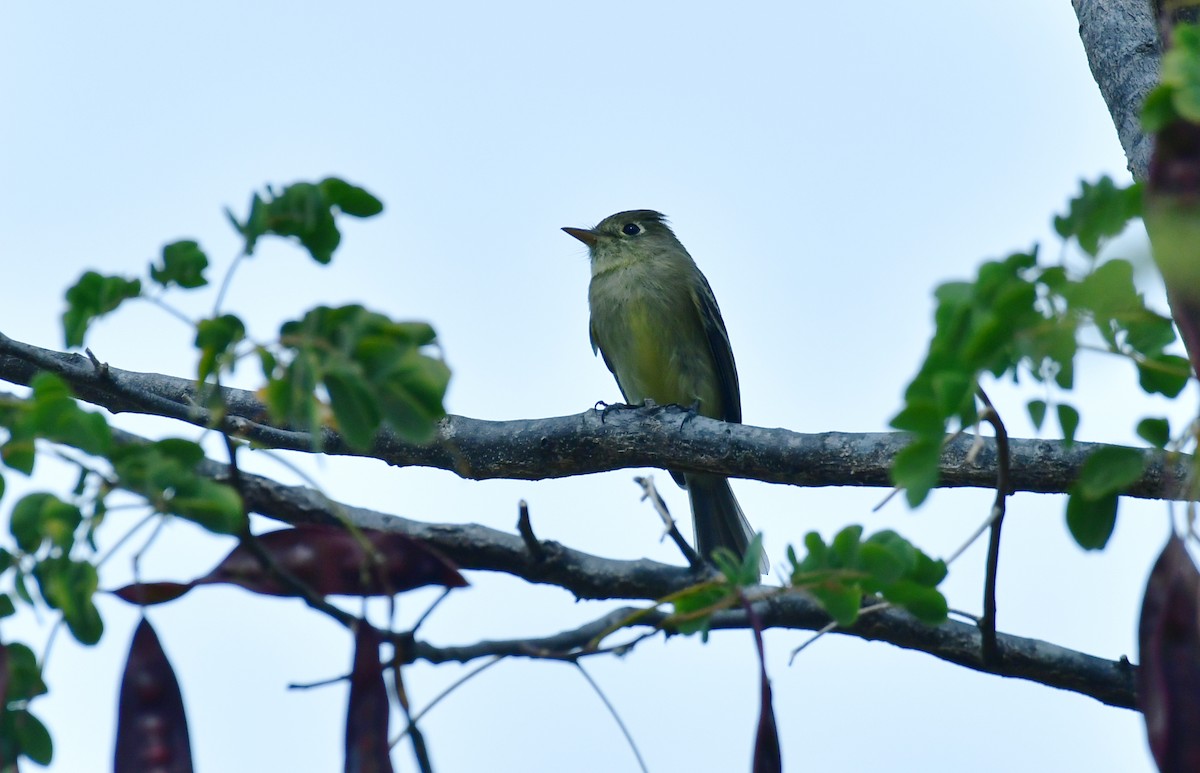 Western Flycatcher - ML627536956