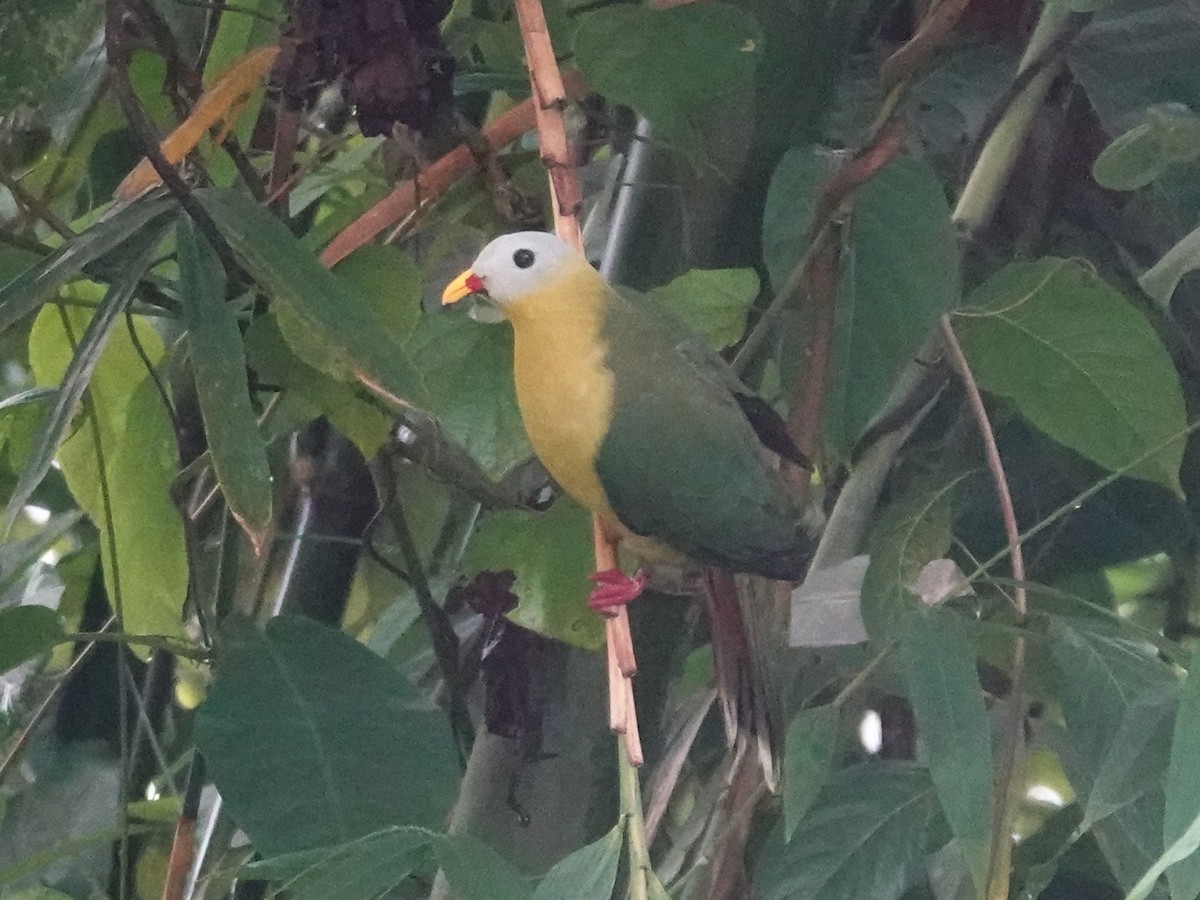 Sula Fruit-Dove - ML627536986
