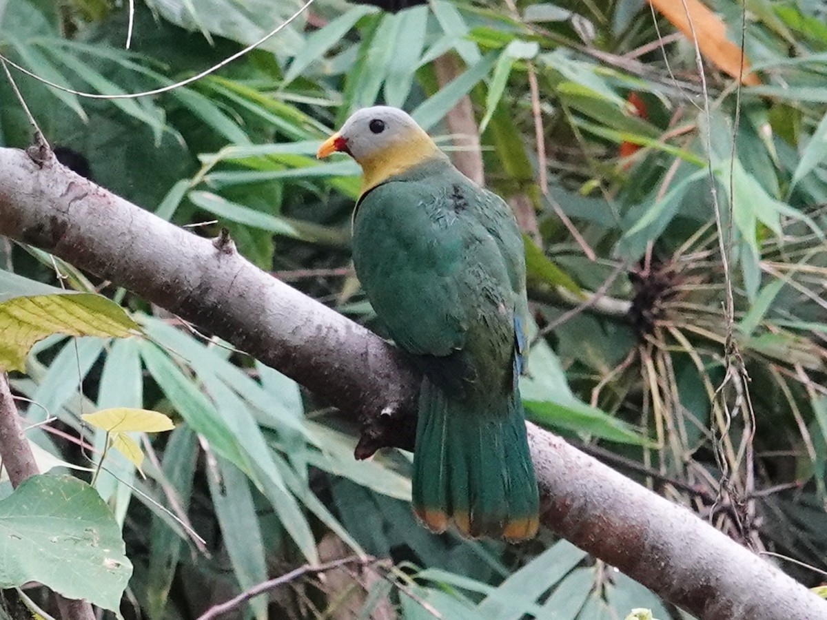 Sula Fruit-Dove - ML627537009